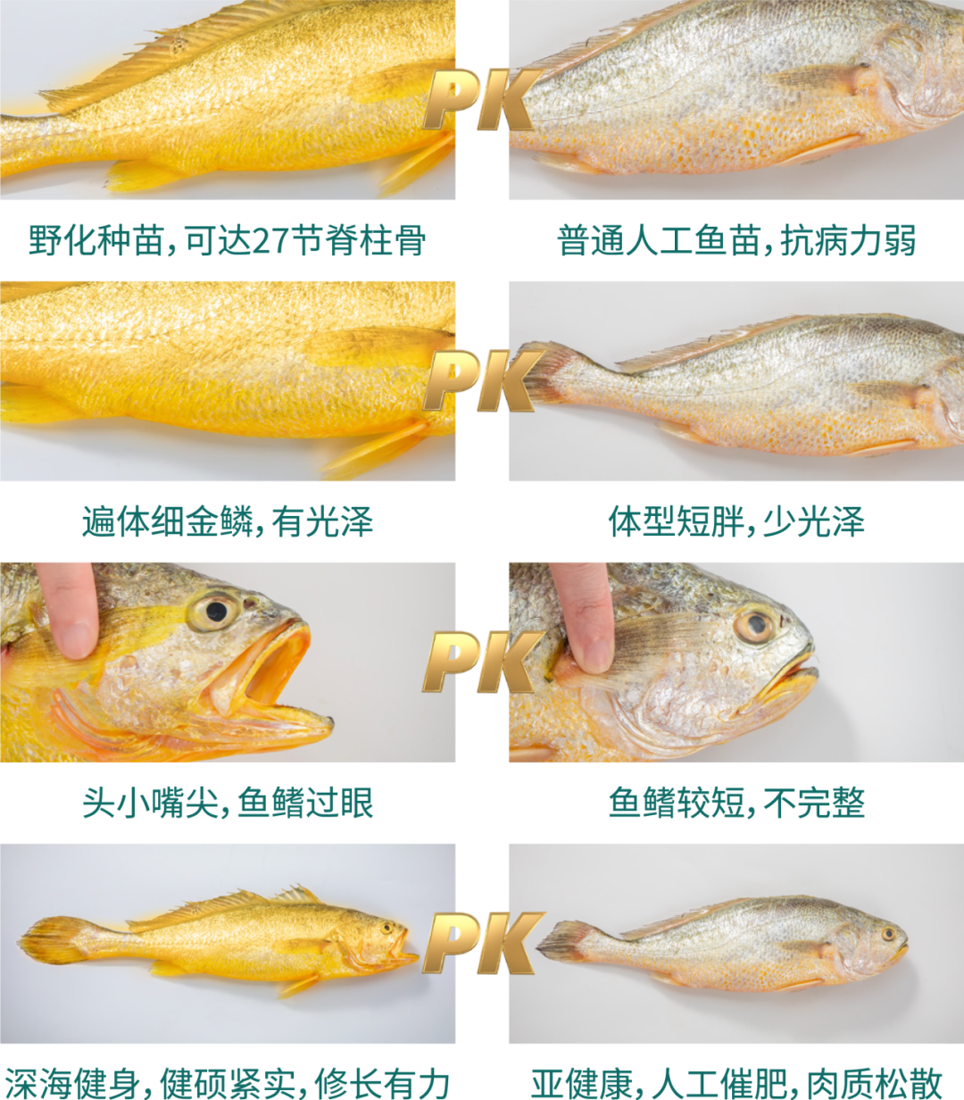 大黄鱼这样选,为中秋再添美味 大黄鱼这样选,为中秋再添美味